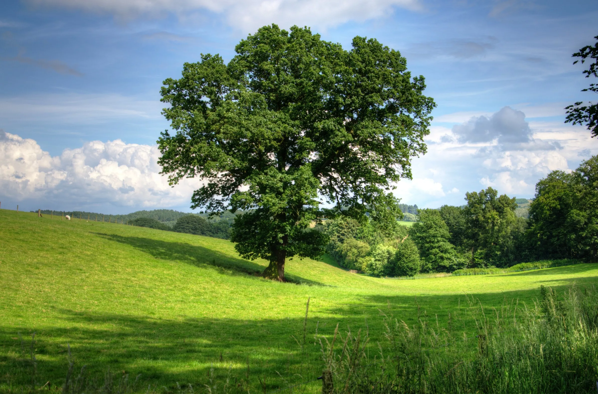 Großer Baum auf grünem Wiesengelände