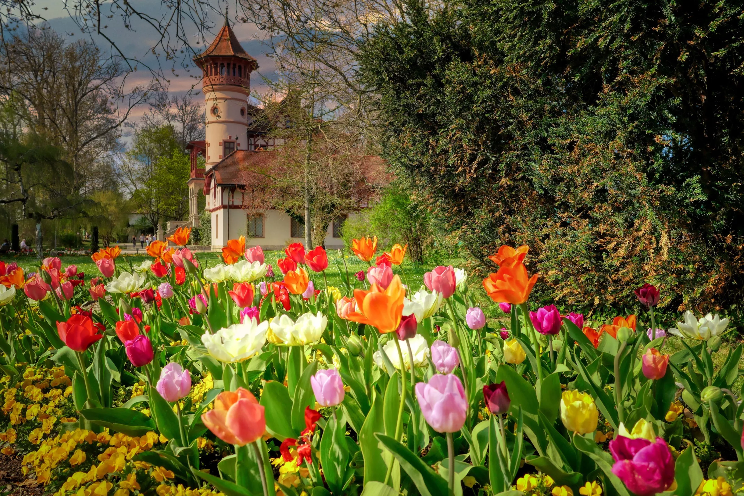 Bunte Tulpenblumen vor einem historischen Gebäude.