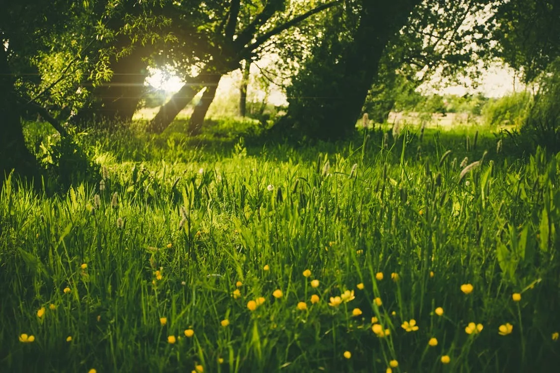 Sonniger Platz mit Gras und gelben Blumen