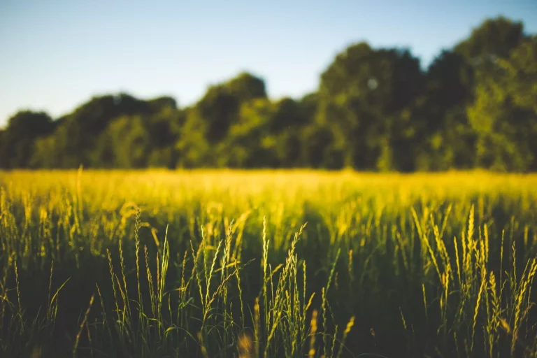 Weitläufiges Feld mit hohem Gras