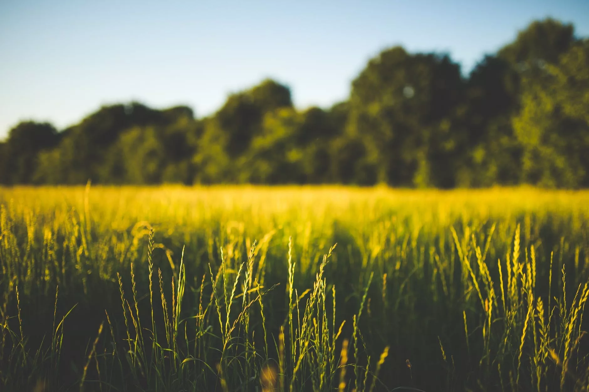 Weitläufiges Feld mit hohem Gras